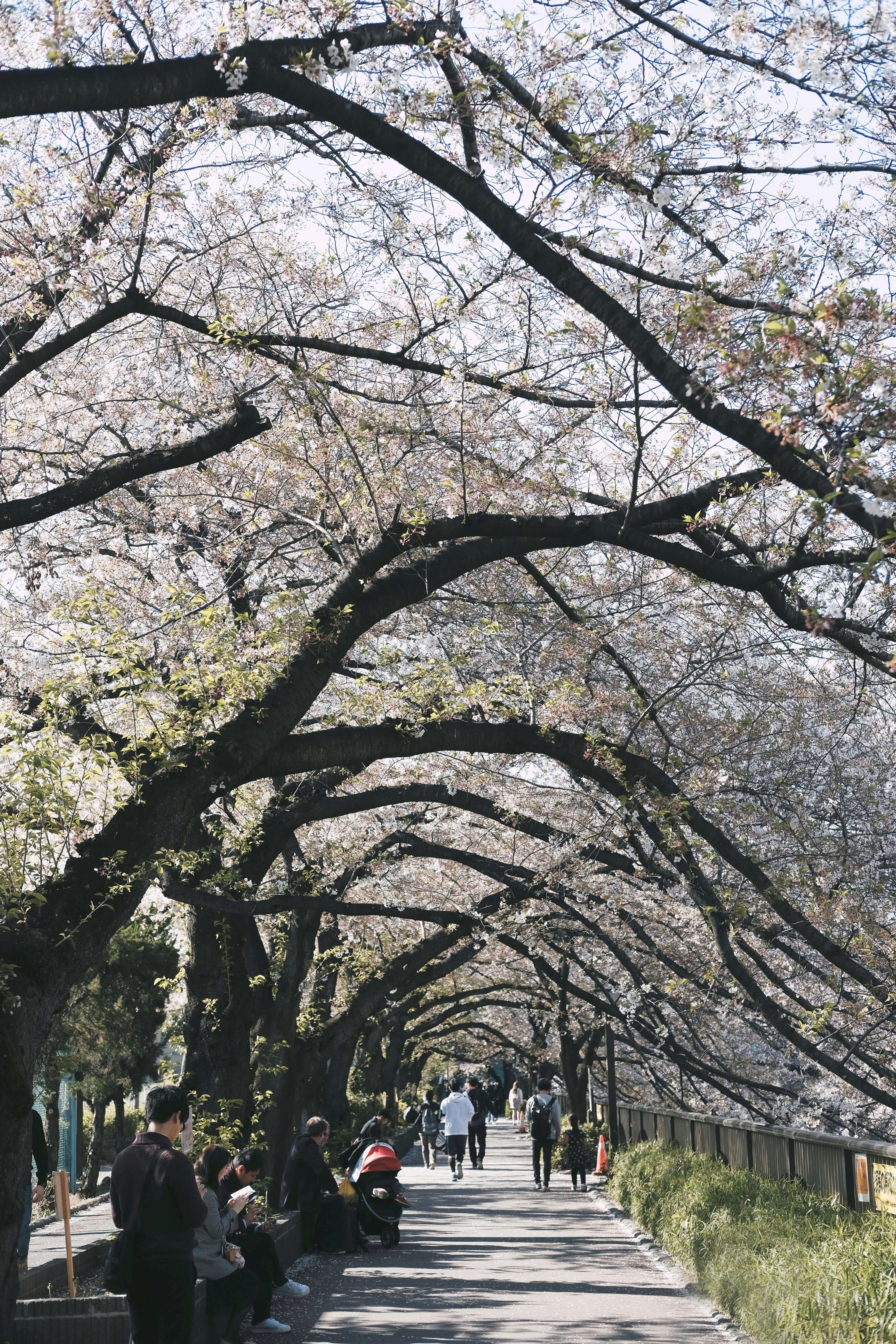 2025년 벗꽃개화시기 축제 원피스