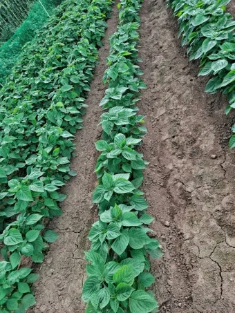 6월에 심는 밭작물 채소_2