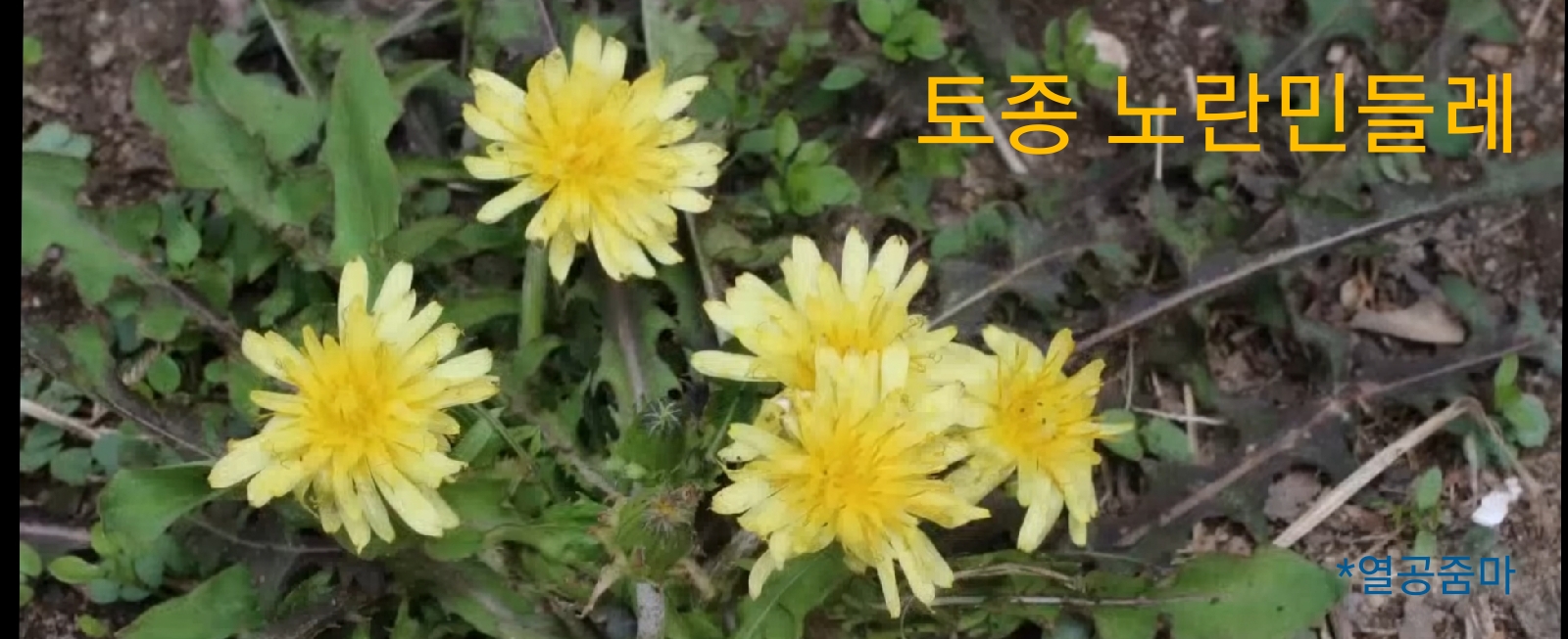 봄-꽃-토종-노란-민들레