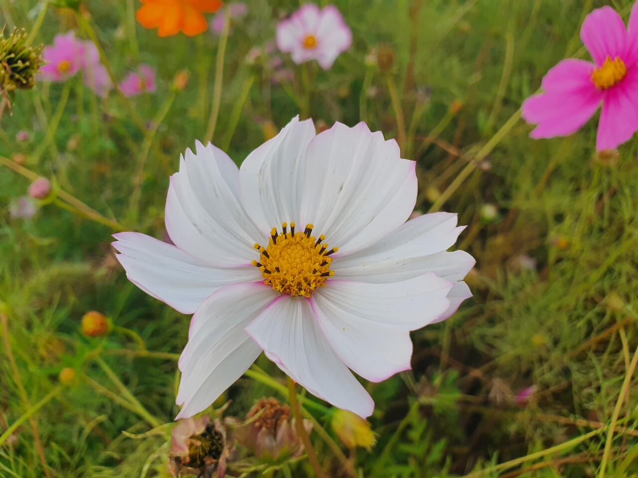 하얀색코스모스