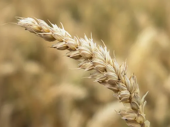 일반 밀 보다 영양 성분이 높은 카무트