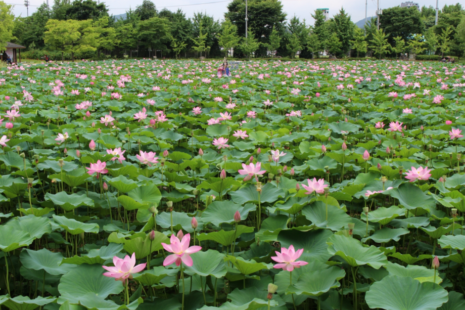 양평 두물머리&amp;#44; 세미원