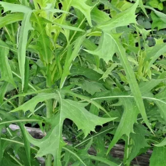 왕고들빼기 효능과 섭취시 주의사항 건강 정보_2