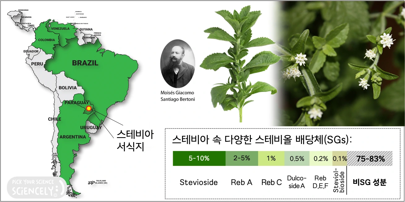 스테비아 식물 남아메리카 브라질 아르헨티나 콜롬비아 서식지, 스테비아 구성 성분 스테비아 배당체, 스테비올 글리코사이드, 스테비오사이드, 레바우디오사이트