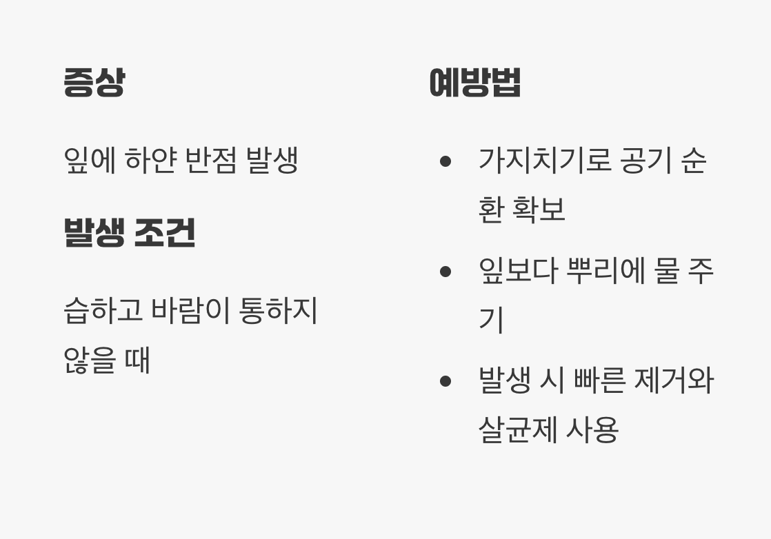 흰 가루의 정체, '흰가루병' 예방하기