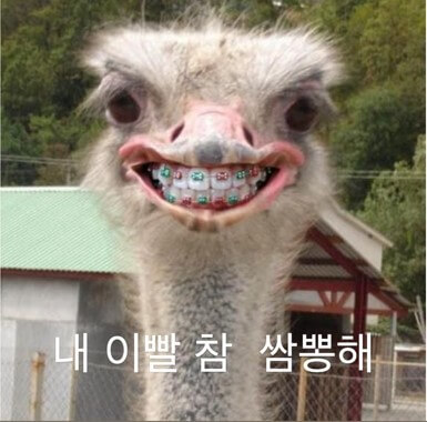 타조가-이빨-교정기를-끼고있는-모습