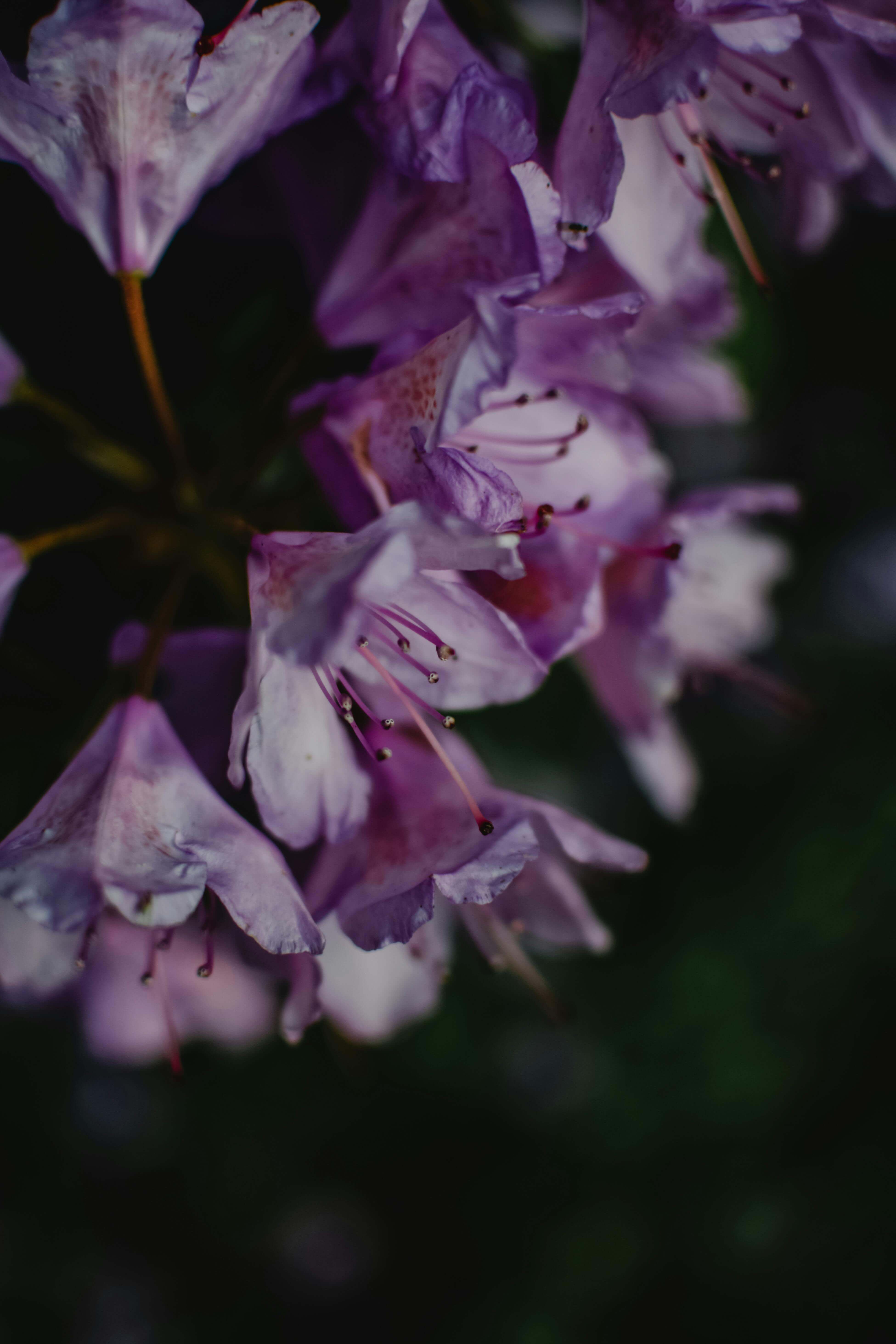 2024년 벚꽃 개화시기 만개시기 꽃세권 꽃놀이 꽃구경 (개나리, 진달래 개화시기)