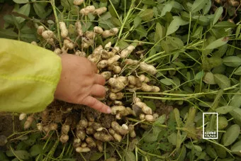 땅콩 재배 개화 후 흙 덮기 배수로 확보 칼슘 보충_13