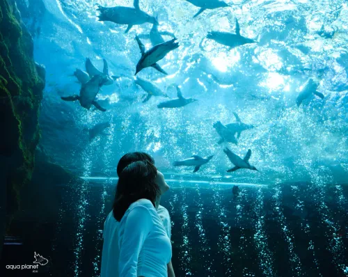 제주 아쿠아플라넷 실내 수족관 공연 (겨울 아이랑 가볼만한곳)