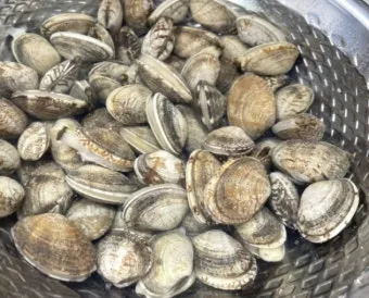 바지락 효능 보관방법 씻는법 해감시키는법_23