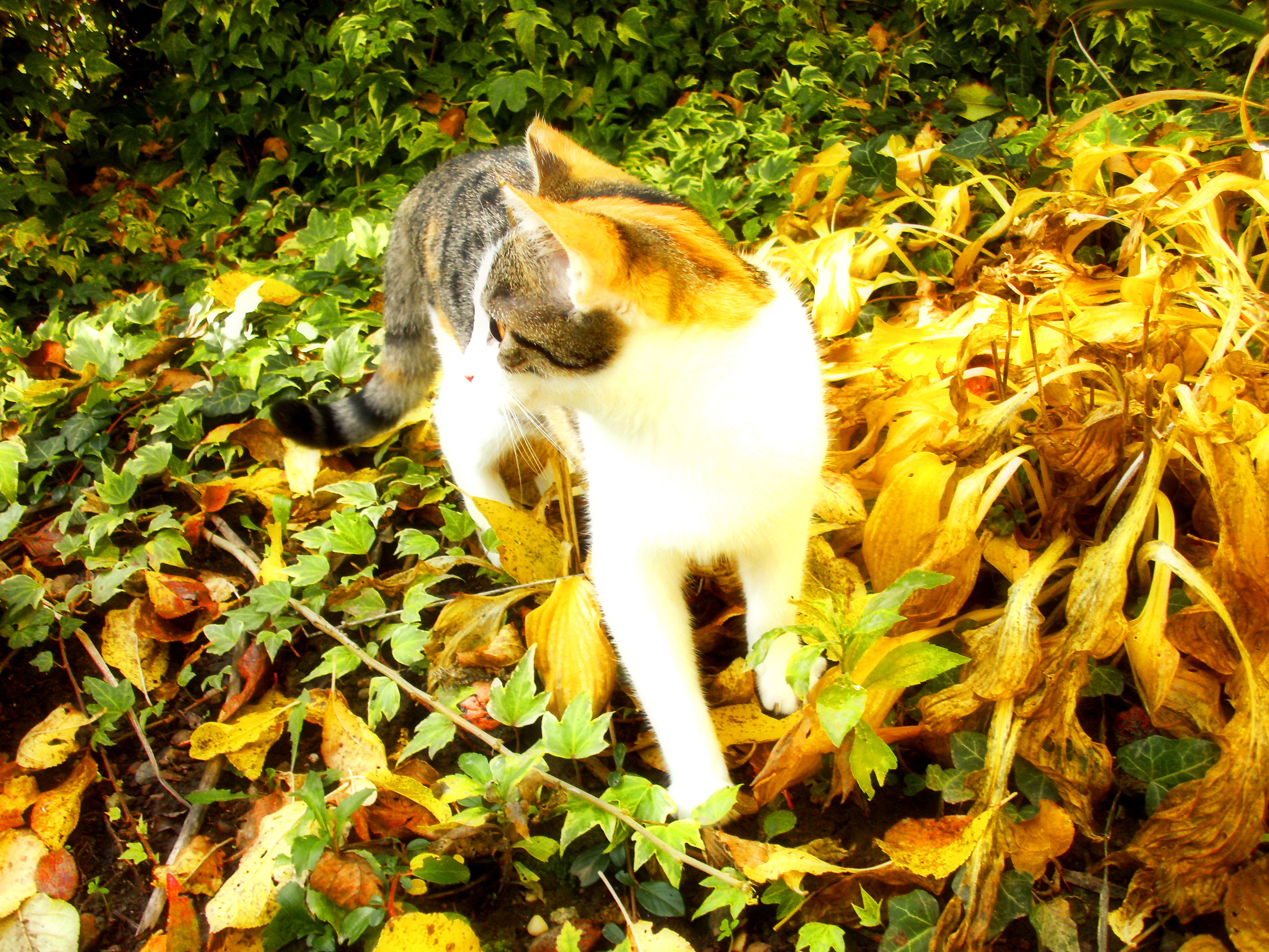 고양이도 계절을 타는나요 관련 사진