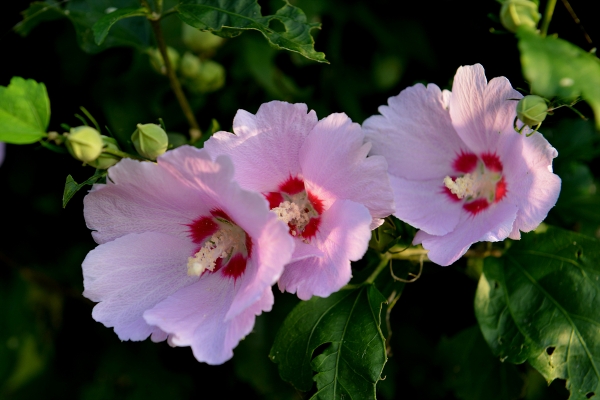 토종 식물이 정원과 환경에 가장 좋은 이유