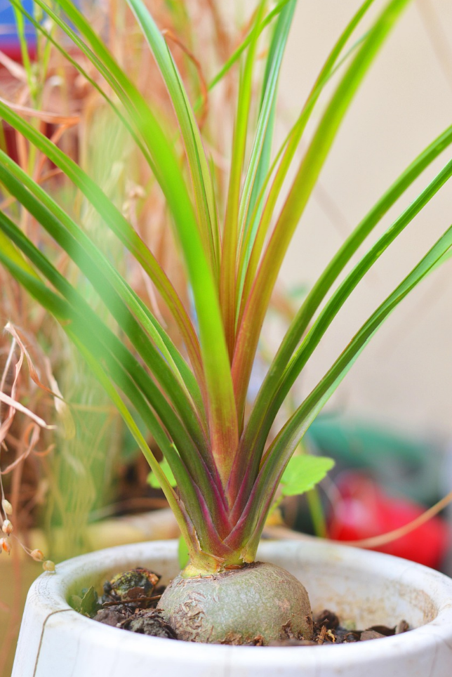 [식물] 덕구리난에 대한 연구- 생태적 특징, 재배 팁, 문화 속 의미