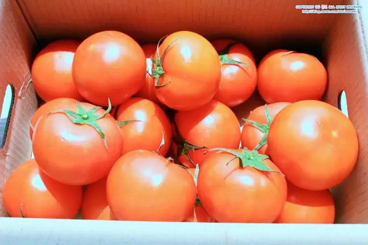 6시내고향 충남 부여 토마토 파는 곳 전국 택배 온라인 전화 주문 추천