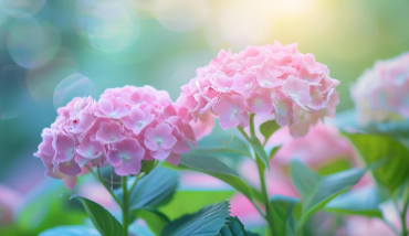 부산 태종대 수국축제