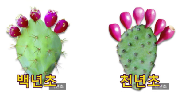 천년초 열매