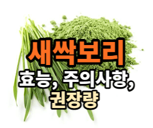 새싹보리