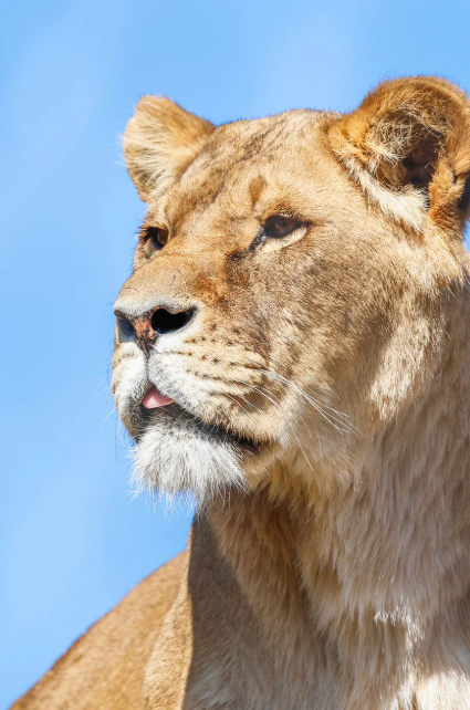 아프리카 관련 이미지