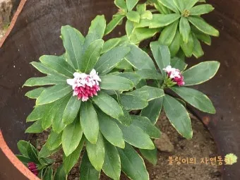 천리향 키우기와 향을 오래 유지하는 방법_3