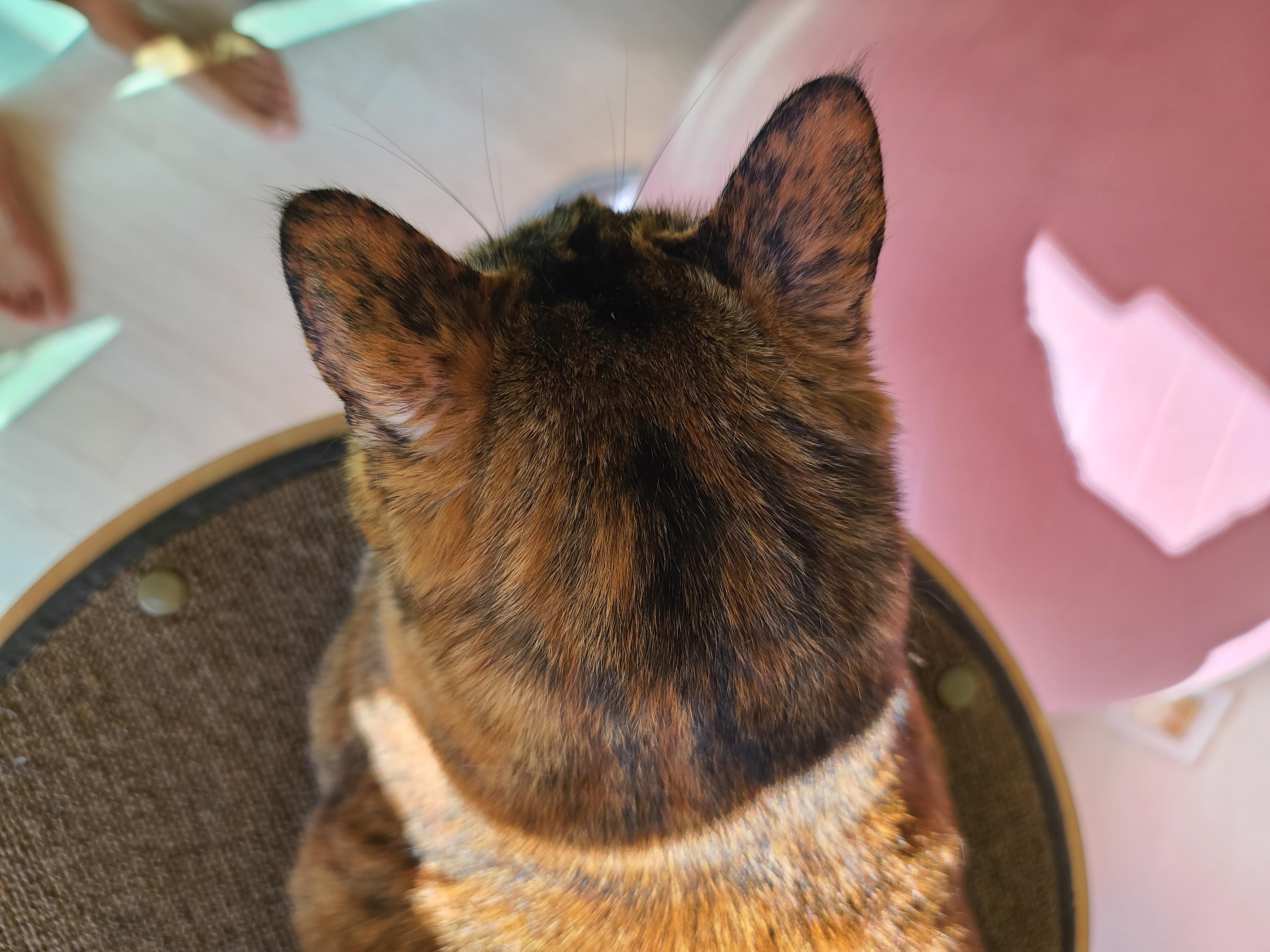 카오스 사랑이 모음편