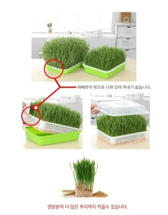 새싹보리 재배 발아 온도 물 분무 수확 시기_6