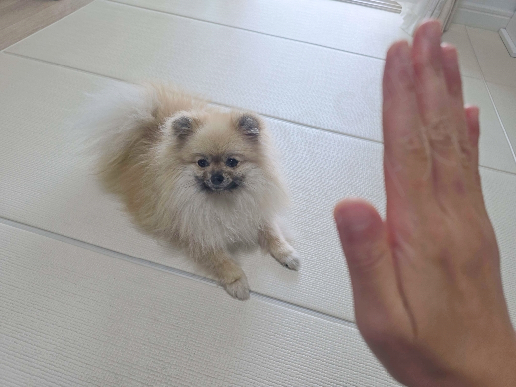 강아지에게 기다려라는 수신호를 전달하는 모습