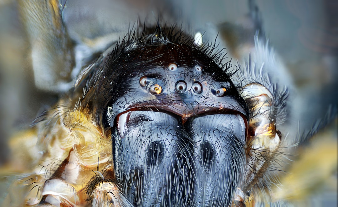 Spider