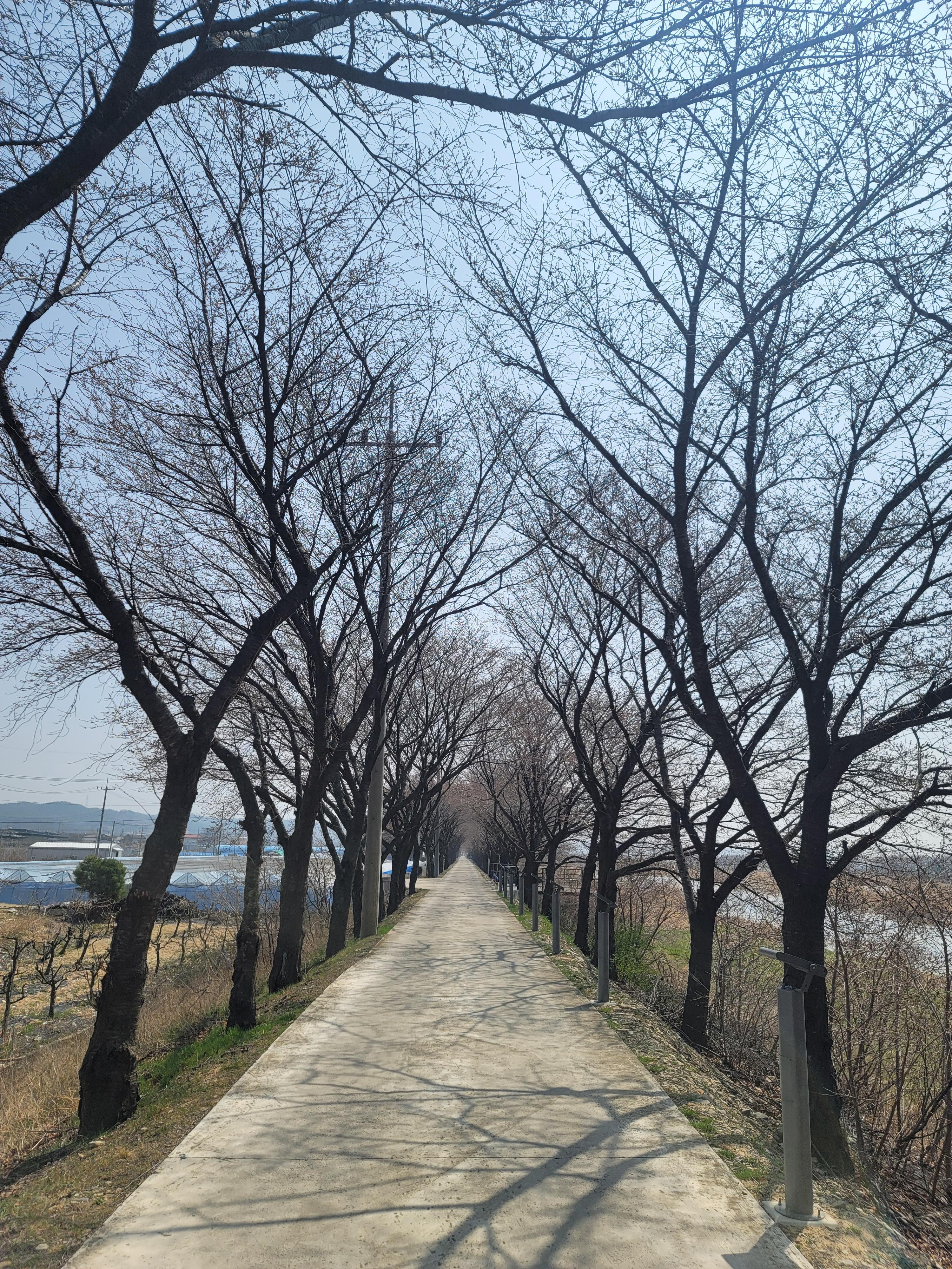 영천 벚꽃예쁜길