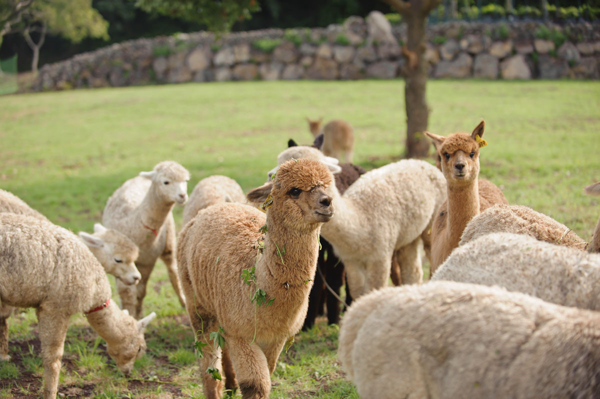 도치돌 알파카 목장