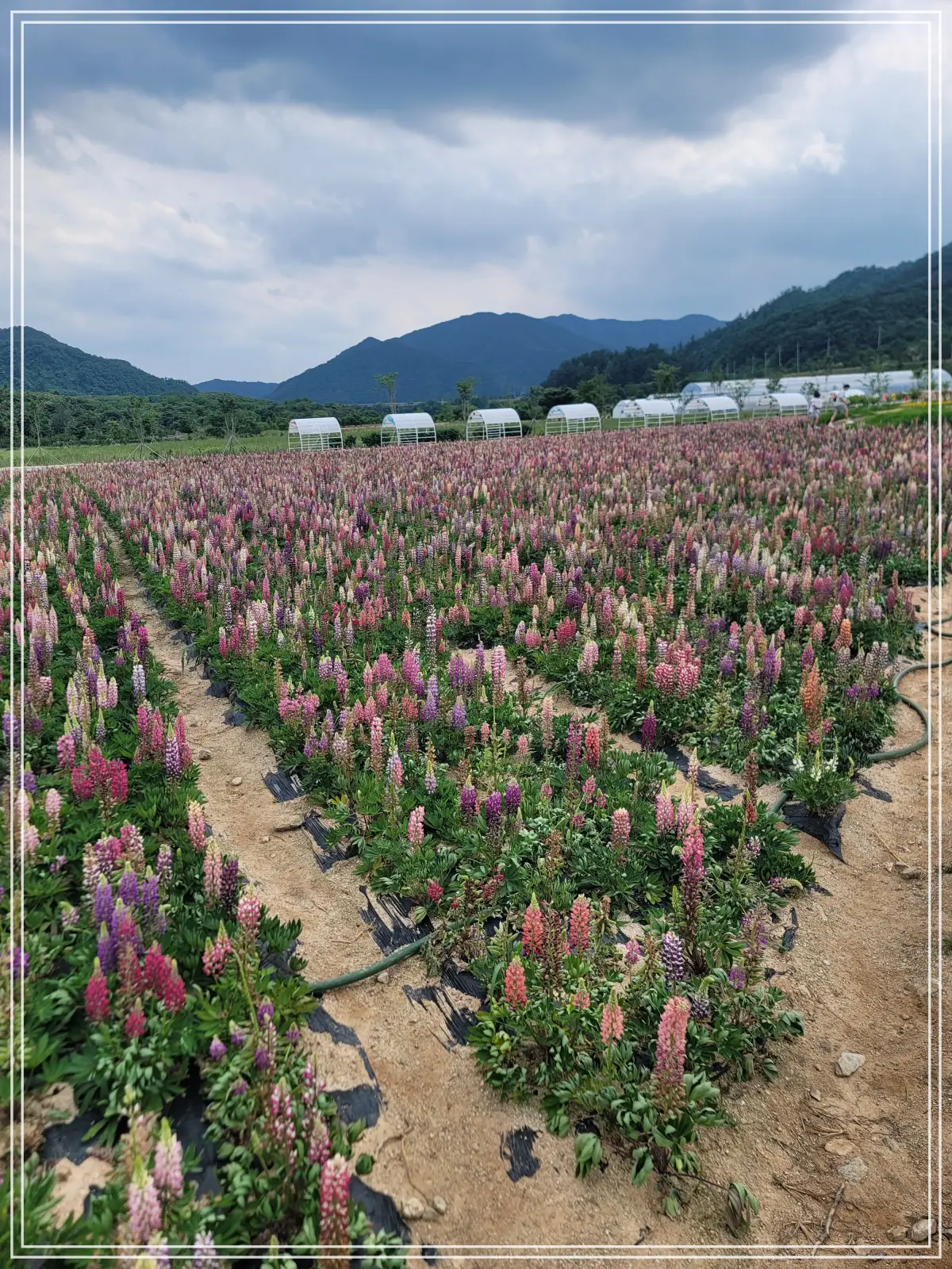 batch_20250615_152034