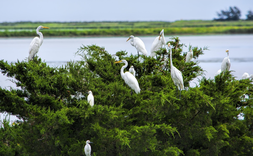 각국의 야생동물 보호법 비교 – 경제적 효과가 가장 뛰어난 보호 정책은?