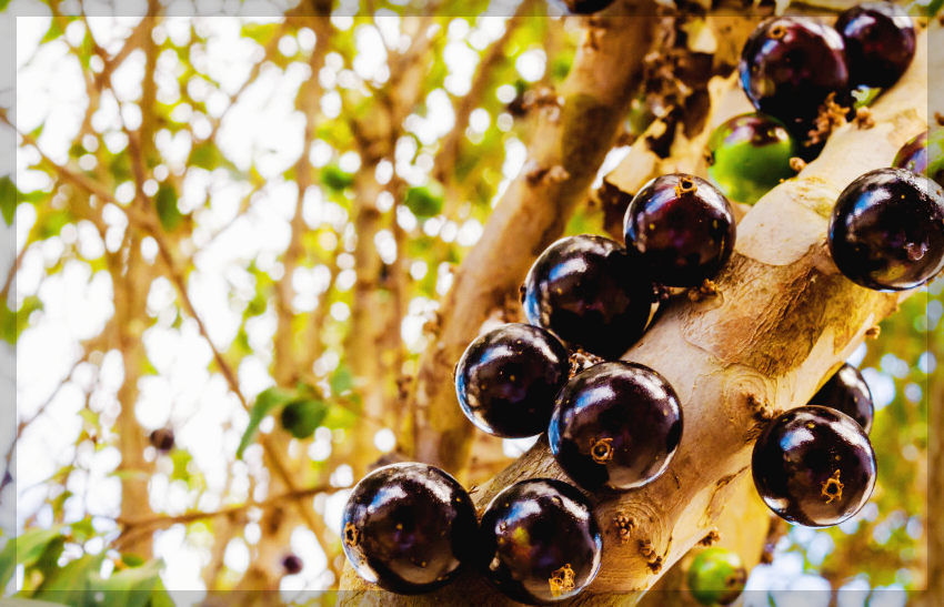 자보티카바 효능 경험담, 후기 및 먹는 법 제대로 알아보기