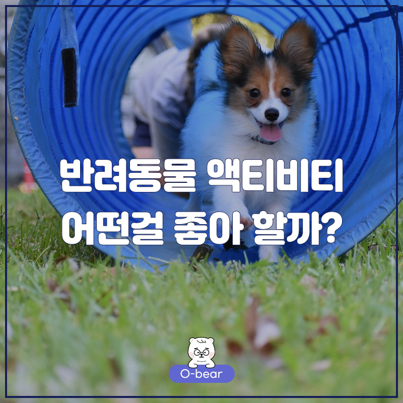 반려동물 액티비티 어떤걸 좋아 할까?