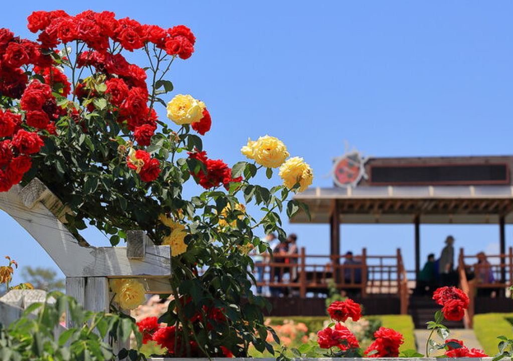 곡성장미축제 기간 입장료 