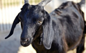 흑염소 진액 부작용