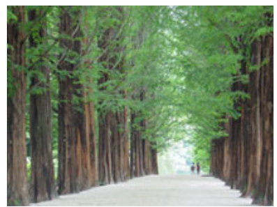연휴에 가볼까? 남이섬 가족 나들이 놀거리, 볼거리, 먹거리 관련 남이섬 메타세쿼이아길 사진