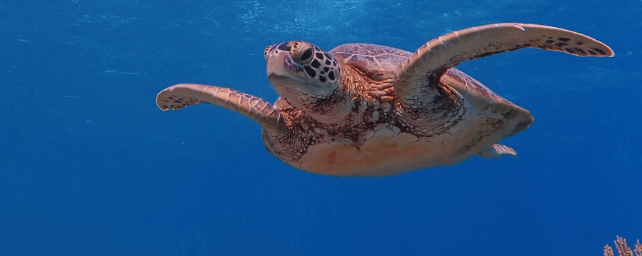 미야코지마 자유여행 바다거북이