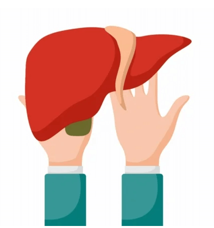 🩺 &ldquo;간 기증받고도 또 술? 알코올 중독자의 새치기 논란&rdquo;