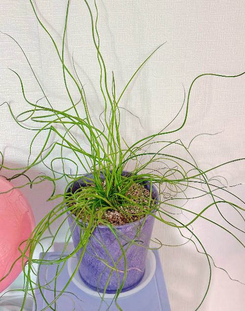 힙한 인테리어 식물