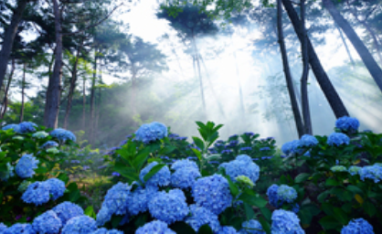 전남 해남 포레스트수목원 수국축제 입장료 주차 가는길