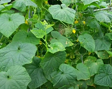 노각오이 잎