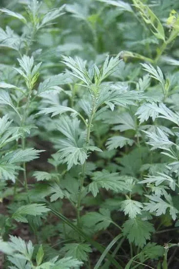 쑥 효능 부작용 하루 섭취량 먹는법_1