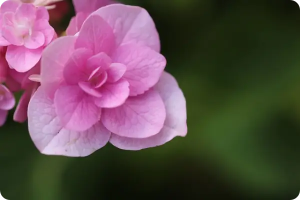 장생포 수국축제