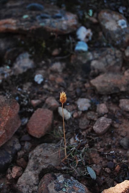 토양 박테리아가 곤충 유충의 병해를 막는 ‘자연 살균’ 메커니즘