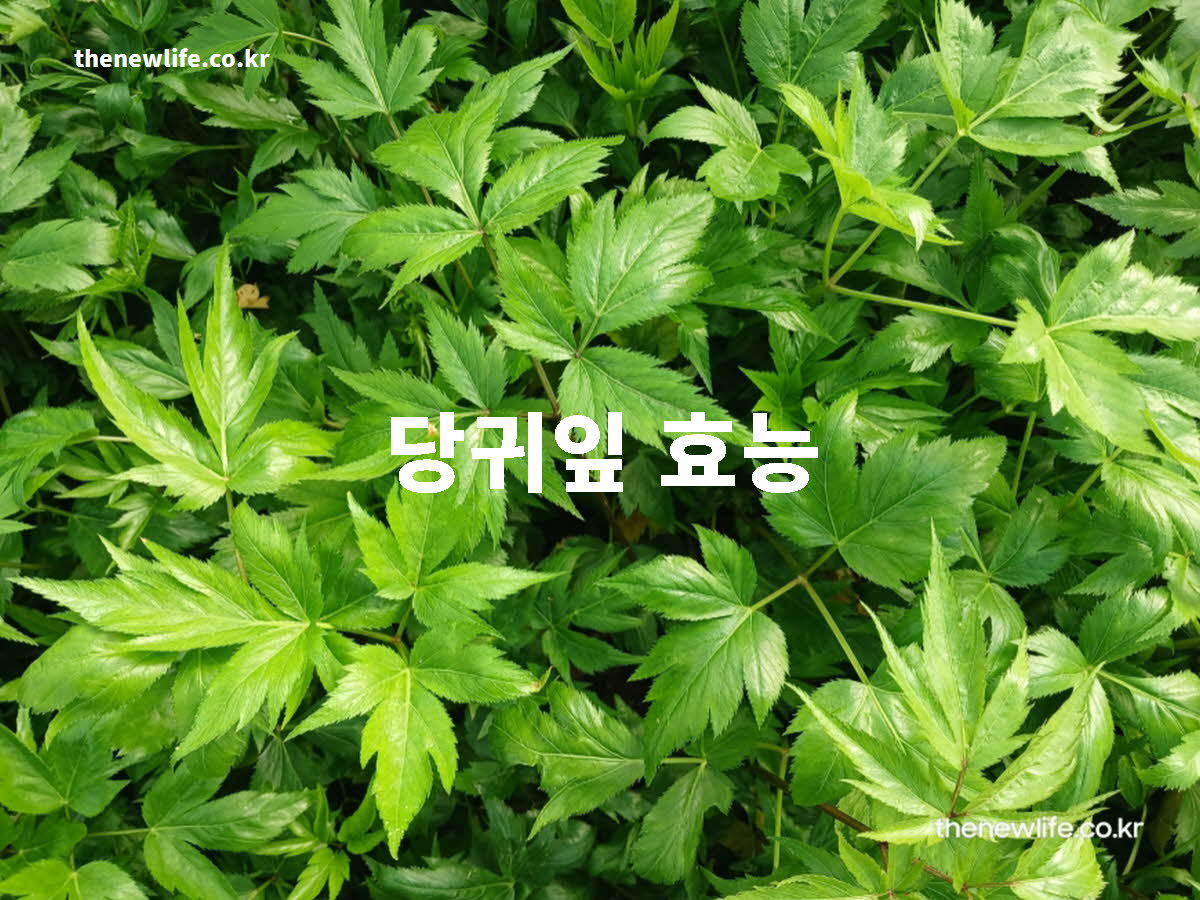 당귀잎 효능 대표 실사진