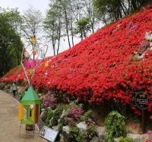 철쭉이 흐드러지는 봄날, 2025 군포 철쭉축제