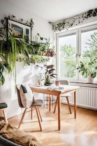 작은 원룸 식물배치 저조도선택 물주기 공간절약 아이디어_6