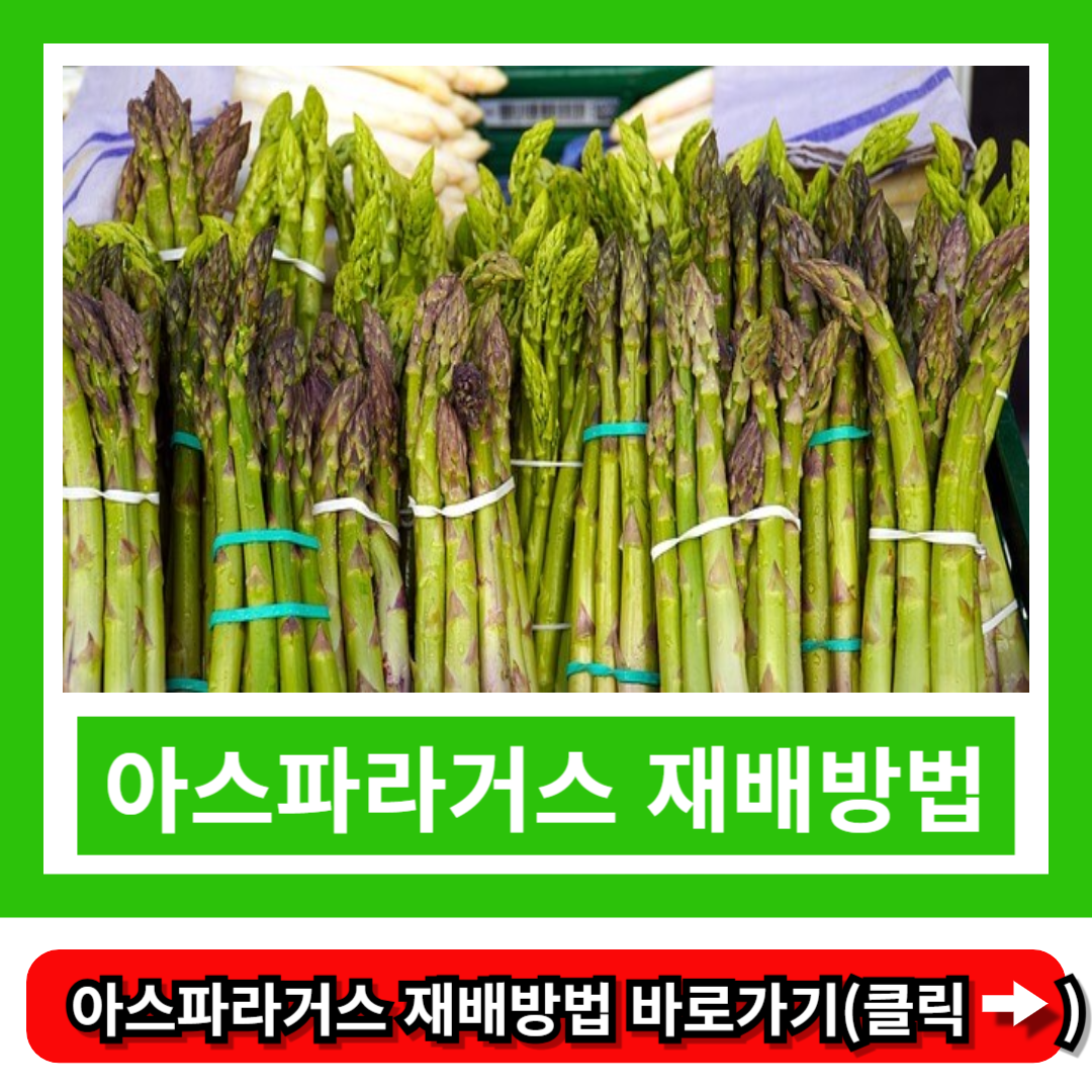아스파라거스 재배방법