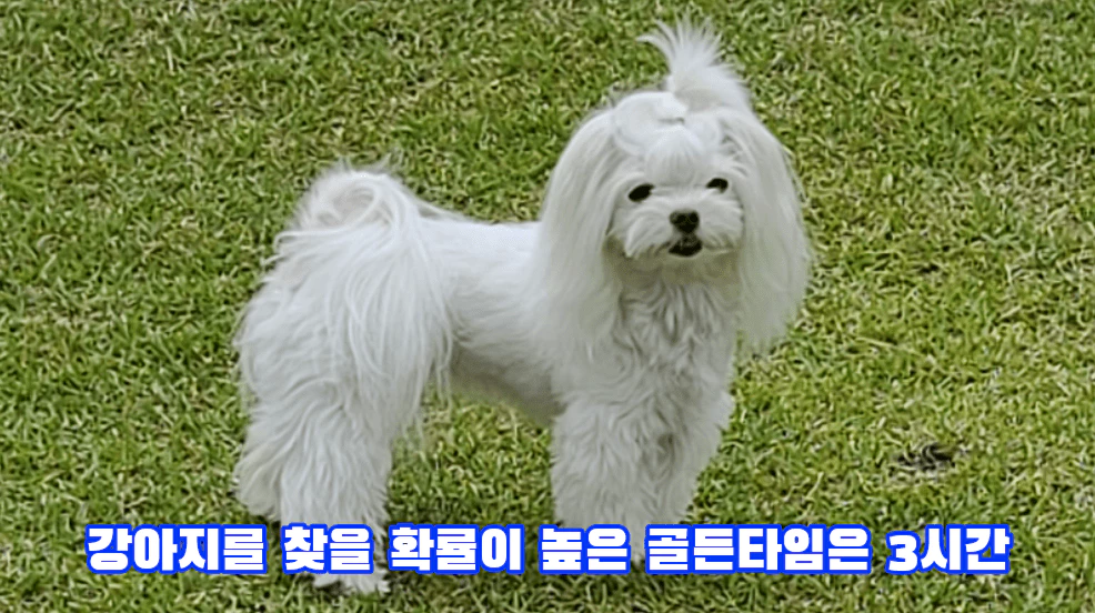 하얀 강아지 사진