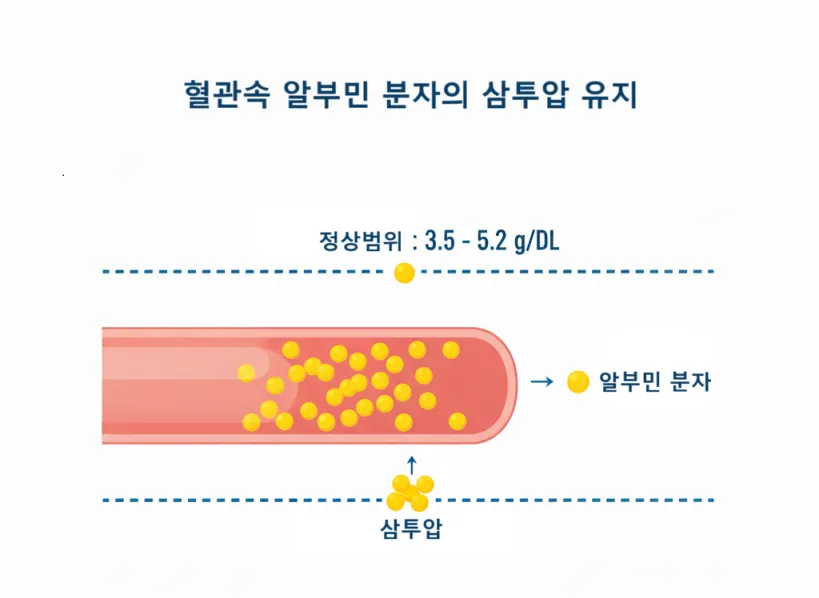 혈관 속 알부민 분자가 삼투압을 유지하는 모습을 나타낸 인포그래픽 (알부민 정상 수치)